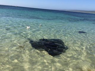 Hamelin Bay Seaclusion Guest house, Western Australia - 1