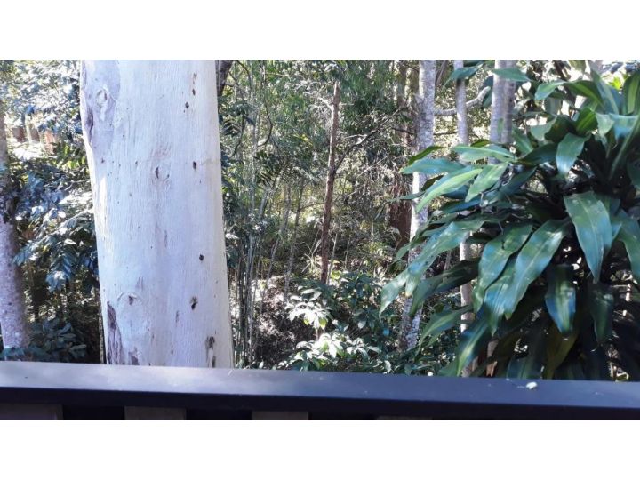 Tranquil rainforest homestay by river, free wifi Guest house, Queensland - imaginea 15