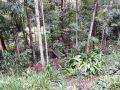 Tranquil rainforest homestay by river, free wifi Guest house, Queensland - thumb 11