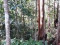 Tranquil rainforest homestay by river, free wifi Guest house, Queensland - thumb 19