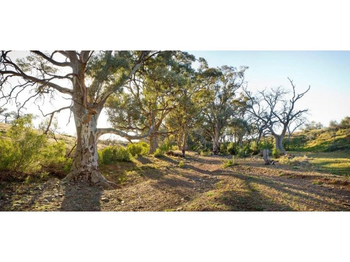 Holowiliena Station & The Outback Blacksmith Farm stay, Flinders Ranges - imaginea 10