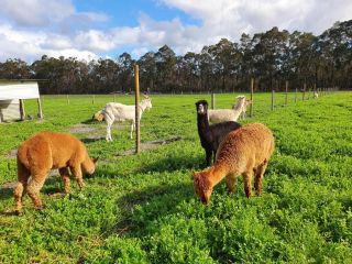 Kerriley Park FarmStay Farm stay, Western Australia - 1