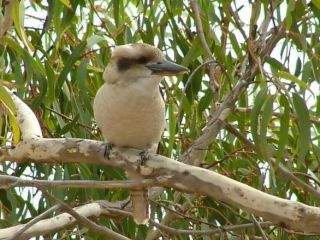 kookaburra nest Guest house, Victoria - 2