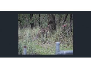 kookaburra nest Guest house, Victoria - 4