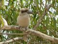 kookaburra nest Guest house, Victoria - thumb 2