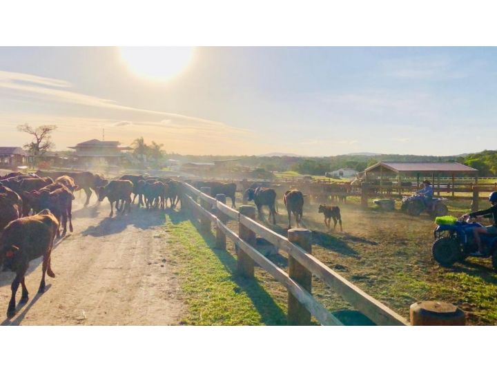 KUR-Cow farm escape 35 minutes from Cairns Campsite, Kuranda - imaginea 15