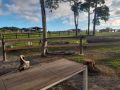 KUR-Cow farm escape 35 minutes from Cairns Campsite, Kuranda - thumb 14