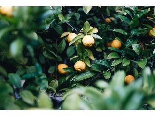 Lemon Tree Cottage - Bendeela Guest house, Kangaroo Valley - 5