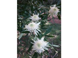 Lyrebird Gully Retreat Guest house, Victoria - 4