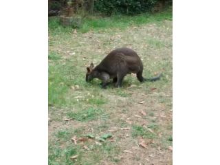 Lyrebird Gully Retreat Guest house, Victoria - 3