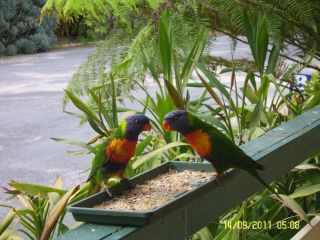 Mallacoota's Shady Gully Caravan Park Accomodation, Mallacoota - 5