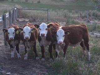 Morella Farmstay Farm stay, South Australia - 1