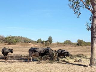 Mt Bundy Station Farm stay, Northern Territory - 1