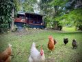 Mt Nebo Railway Carriage and Chalet Guest house, Victoria - thumb 1