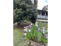 Mt Nebo Railway Carriage and Chalet Guest house, Victoria - thumb 16