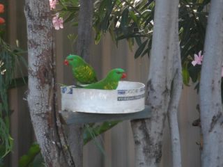 Oakey Motel Hotel, Queensland - 1