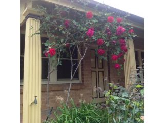 Oats Cottage Guest house, Hahndorf - 3