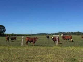 Off grid dog friendly camp 10 min to beach Campsite, Queensland - 4