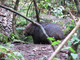 Paradiso Kinglake Guest house, Victoria - 4