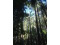 Pengelly's Guest House Guest house, Buderim - thumb 20