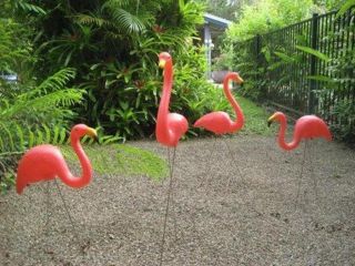 Pink Flamingo Resort Hotel, Port Douglas - 5