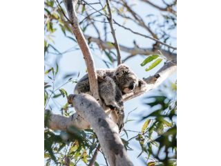 Port Stephens Koala Sanctuary Accomodation, One Mile - 4