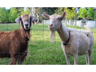 Preston Valley Retreat Farm stay, Western Australia - 3