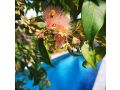 OXLEY Private Heated Mineral Pool & Private Home Guest house, Brisbane - thumb 13