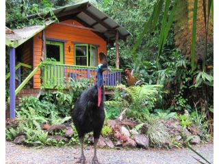 Rainforest Hideaway Hotel, Cape Tribulation - 1