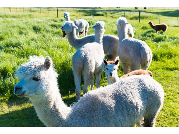 Raynella Alpaca Farmstay Farm stay, Victoria - imaginea 18