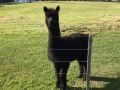 Raynella Alpaca Farmstay Farm stay, Victoria - thumb 7