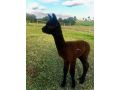 Raynella Alpaca Farmstay Farm stay, Victoria - thumb 8