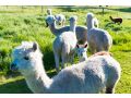 Raynella Alpaca Farmstay Farm stay, Victoria - thumb 18