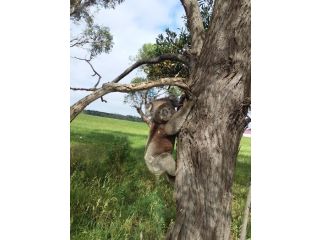 Ruby Rose Bed and breakfast, Victoria - 5
