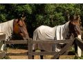 Sahara Trails Studio WiFi Air Conditioning Horse Riding and much more Guest house, Anna Bay - thumb 11
