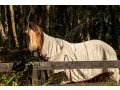 Sahara Trails Studio WiFi Air Conditioning Horse Riding and much more Guest house, Anna Bay - thumb 12