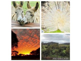 Sandalwood Downs Farm Stay Guest House TOODYAY Bed and breakfast, Western Australia - 2