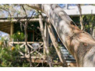 Scribbly Gum Guest house, Leura - 1