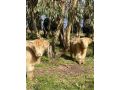 Somerton Barn: Alpacas, Cattle & Amazing Views Guest house, Joadja Creek - thumb 11
