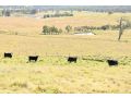 Somerton Barn: Alpacas, Cattle & Amazing Views Guest house, Joadja Creek - thumb 1