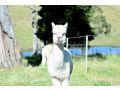 Somerton Barn: Alpacas, Cattle & Amazing Views Guest house, Joadja Creek - thumb 15