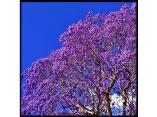 The Church Bed and breakfast, Yungaburra - 4