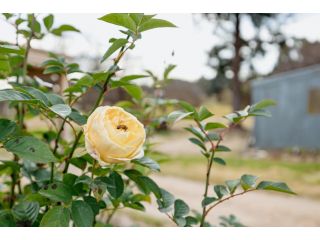 The Rose Garden Cottage Guest house, New South Wales - 2