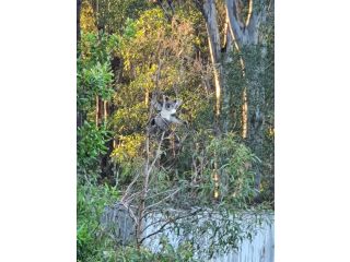 The Tree House and train Guest house, Queensland - 2