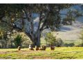 Toms Cottage - "Wilgowrah" -A Country Escape Apartment, Mudgee - thumb 14