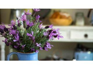 Vicarage View Cottage Bed and breakfast, Kangaroo Valley - 4