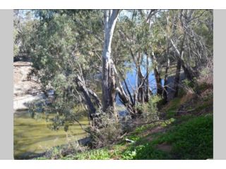 Wallies Cottage On The Darling Guest house, New South Wales - 5