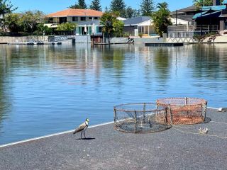 Agalari Holidays House in Surfers Paradise with Pontoon, Pool Guest house, Gold Coast - 3