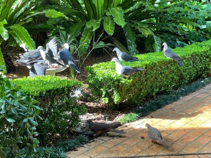 Wild Bird Retreat Guest house, New South Wales - imaginea 11