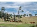 "Wiltara" Estate Rural Escape for 2 to 14 Guests Guest house, Orange - thumb 14